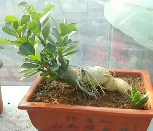 沙漠玫瑰|养这三种花,盆越小,开的花越多,放大盆还容易死