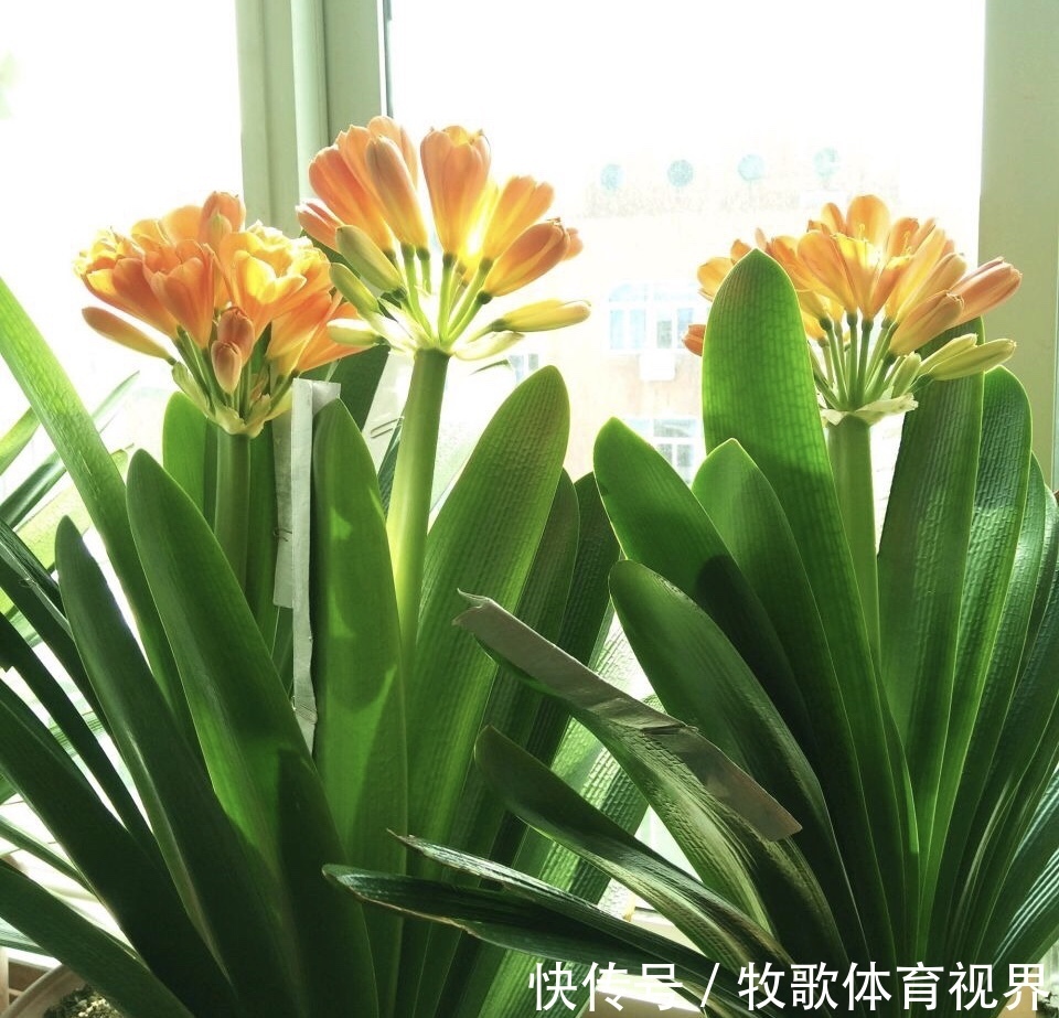 寓意|过年之前,给家里养上6种花,花朵红红火火、寓意美好