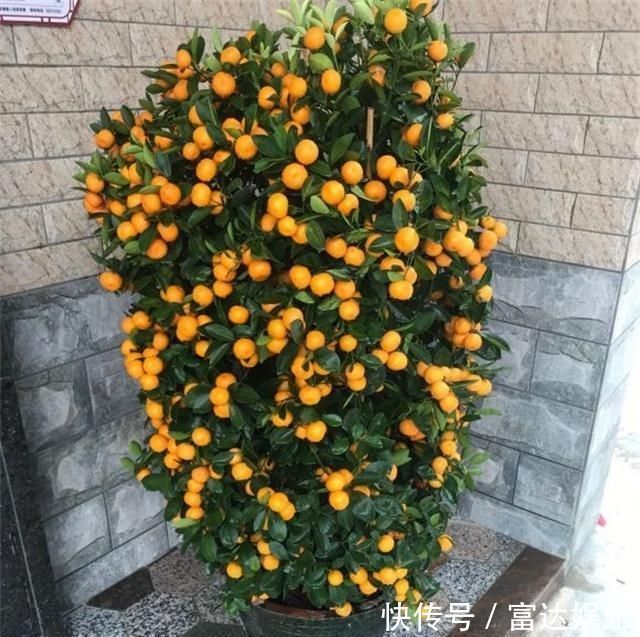 4种性价比超高的盆栽,既是盆景又是果树,少抽两包烟也要养一盆