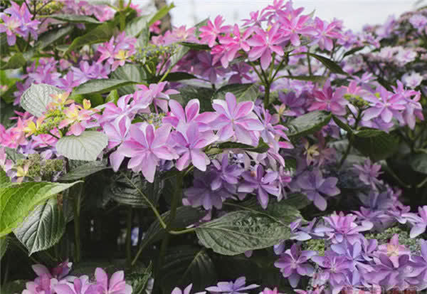 3种花谁养谁喜欢，比玫瑰还漂亮，香气浓郁，花期长，还很好养护！