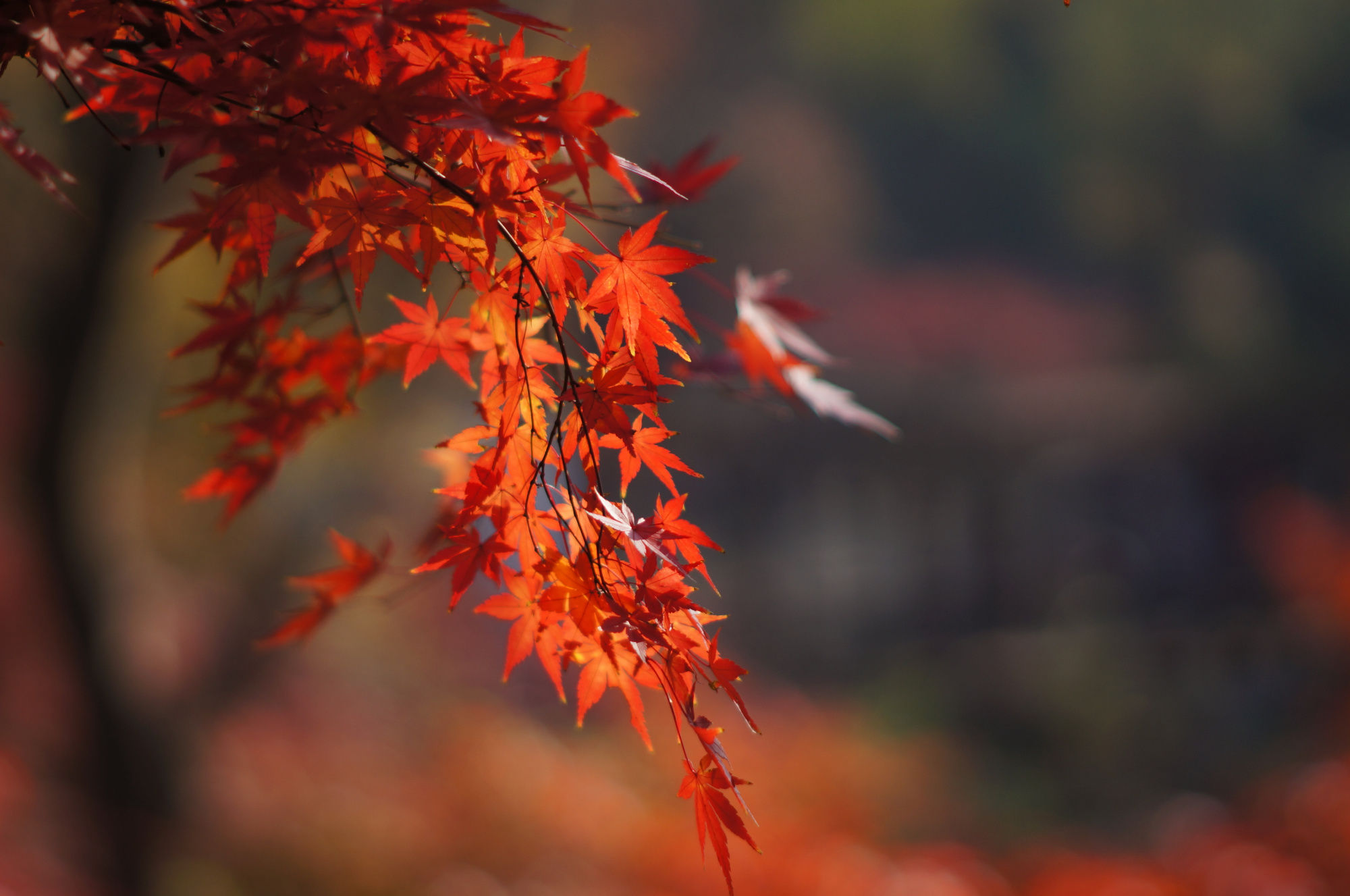 芬芳|秋日题诗46首:几只寒蝉鸣碧树，半池菡萏失芬芳