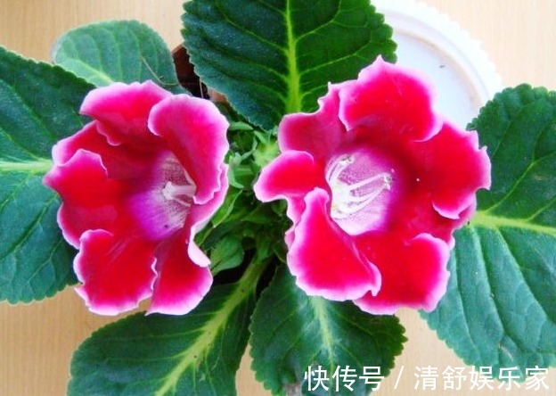 花草匠|家养一种“阴暗花”,暗光也能“旺”,花开胜牡丹,美过玫瑰花