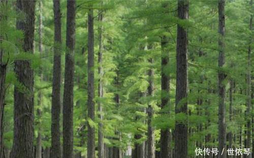 古人|俗语“五树进宅,人穷家败”,是啥意思古人的智慧至今受用