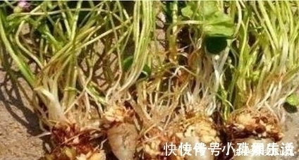 城里人|土地里拔出来透明食物,农村人表示认识,城里人表示没见过