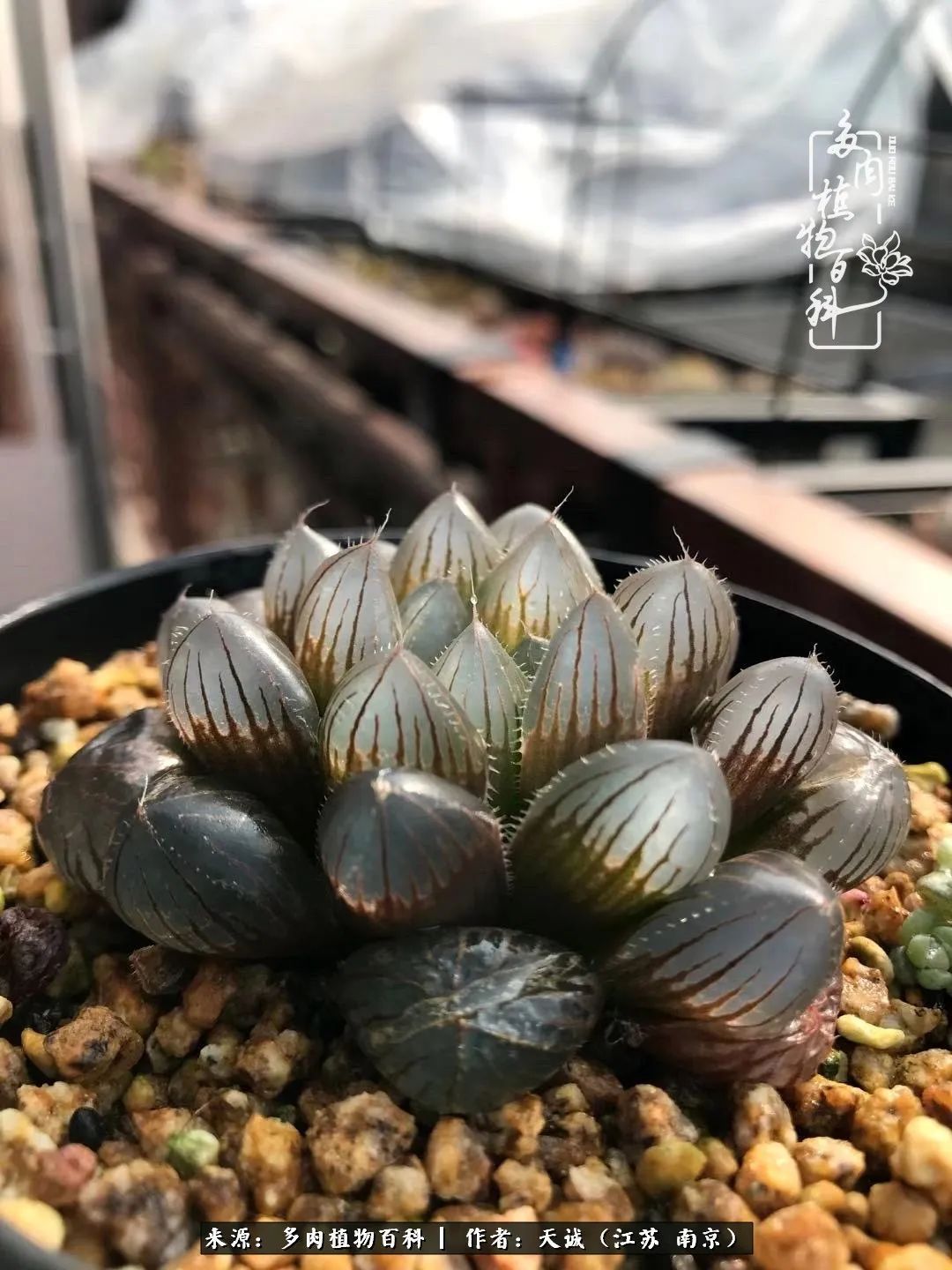 又到多肉最美季，用心去发现身边的美好！