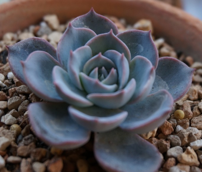 夏天适合养的多肉植物，没事试试这“几种”，省心也好养