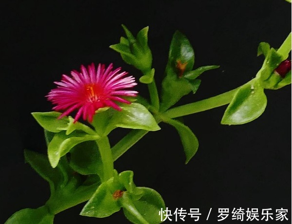 养护|牡丹吊兰总是不开花教你3个养护小妙招,花开满枝头轻松爆盆