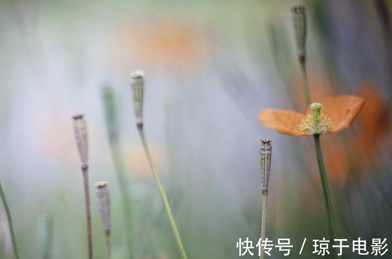 生肖|7月底，念念不忘，思念如潮，落泪倾诉，3生肖重新振作，重拾前缘