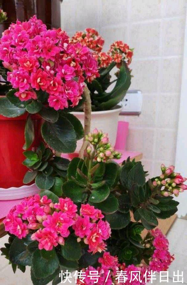 一株普通的长寿花,用4招,养成垂吊型瀑布,花又多又美