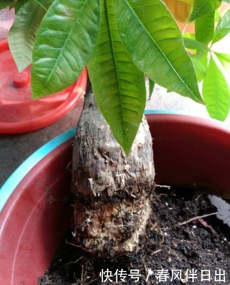 多菌灵用处大,养花离不了,防烂根黄叶,便宜又好用,养花一级棒