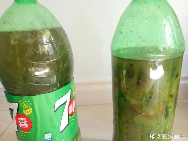 9种花真是老酒鬼，5天一小杯，叶子绿得像打蜡