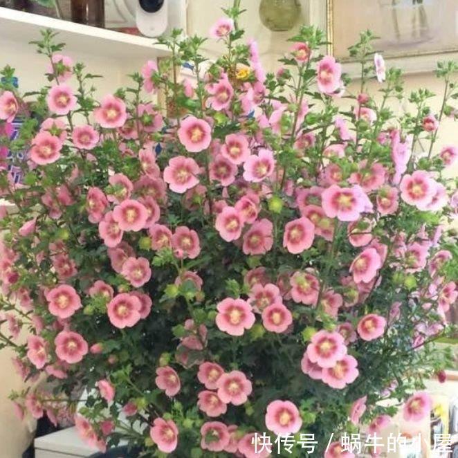 二月初六,家里阳台养上4种花,花色繁多易爆盆,娇艳欲滴