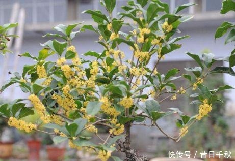 成活率|这“4种”植物，在9月准时扦插，插多少活多少，30天变成新盆栽！