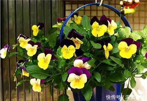 开春花卉睡醒后,趁早做好4件事,根系健壮,越长越旺!