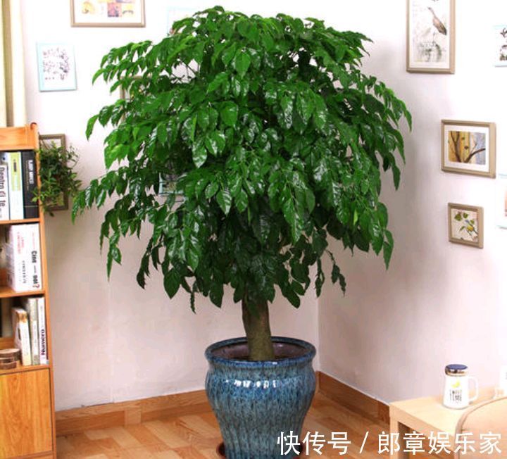 4种“吉利花”,养在客厅最合适,漂亮大气,吉利又顺当