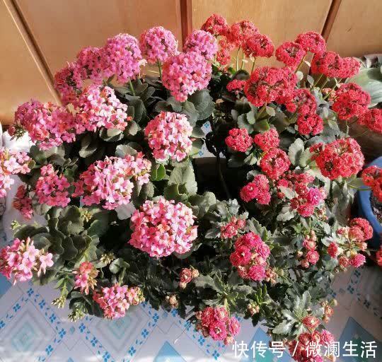 叶片|谁说老桩长寿开花少，看看花友家的巨无霸，三年长成半米花树