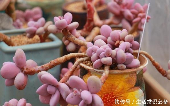 桃蛋度夏不当,可能只剩下光杆,夏季几点不能忽略哦!