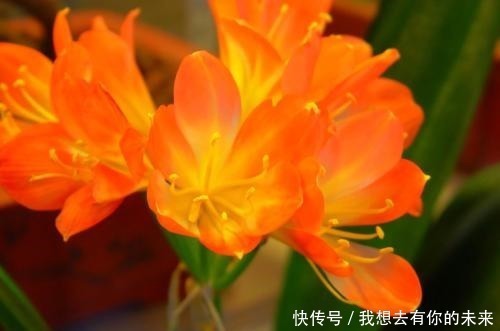 黄豆|君子兰开花少给它喝点神仙水，叶子坚挺肥绿，开花100朵！