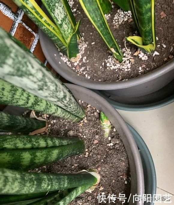花土|超级好养的虎皮兰，20天浇一次水，新叶子猛蹿，长满花盆了