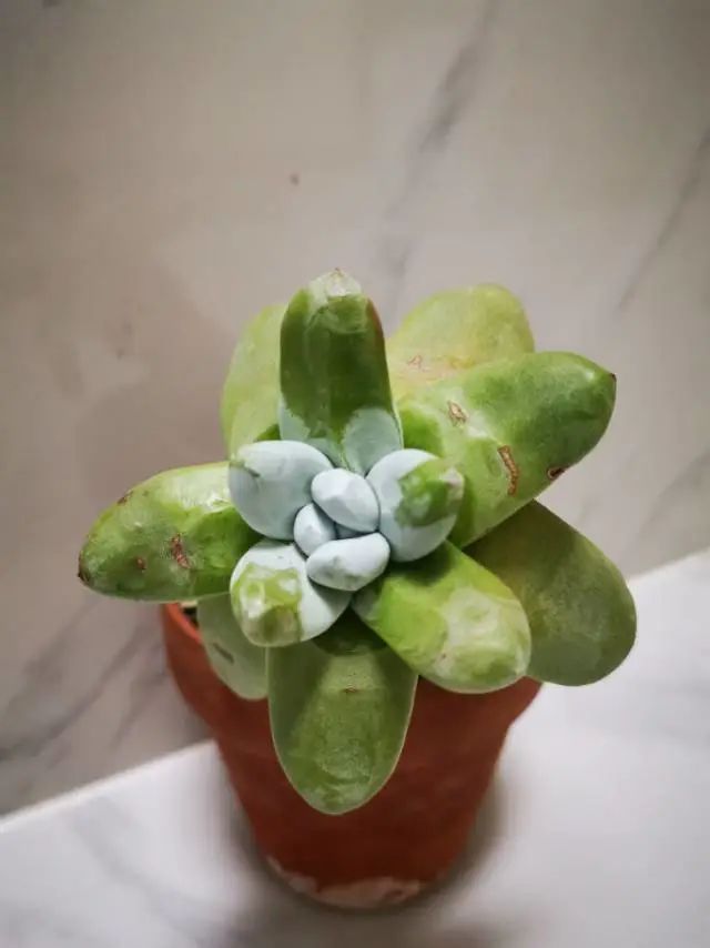 养成一个爱好的重要性和一个养肉人的日常!