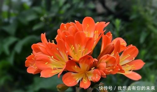 叶子|君子兰开花少给它喝点神仙水,叶子坚挺肥绿,开花100朵!