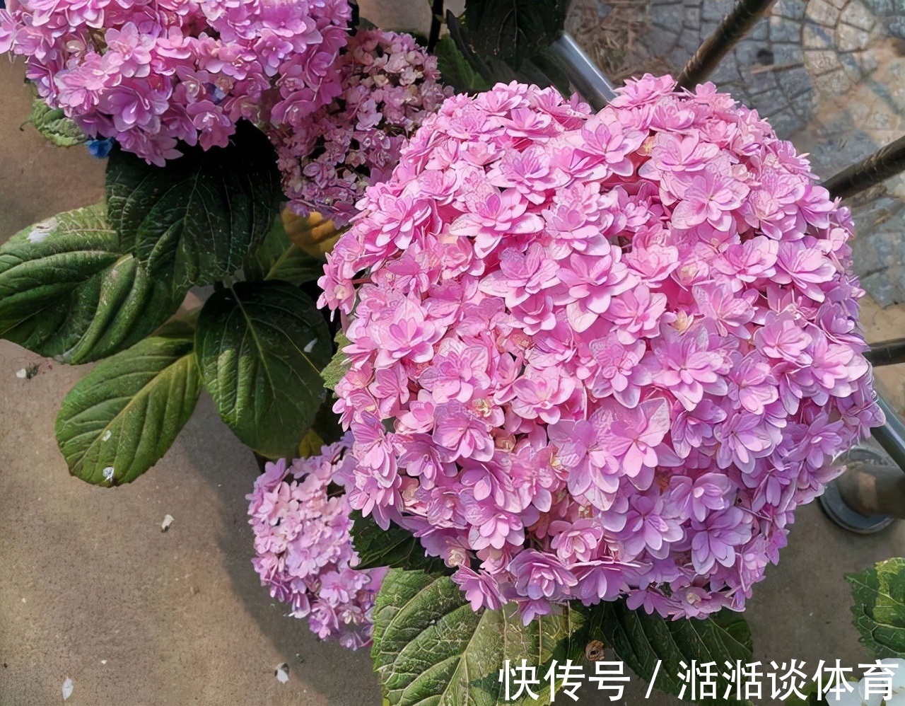 6种“硬气花”，冬天赶紧“扔出去”，冻一冻才壮，开花更劲爆