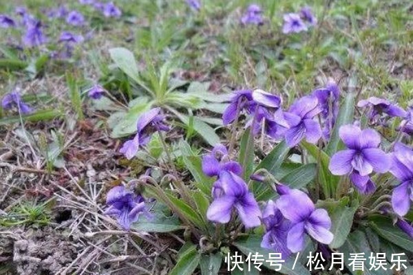 小花|农村路边的“犁头草”,长着紫色小花,全身都是宝,药用价值珍贵