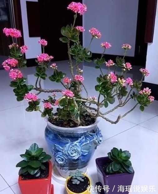 修剪|这花10块钱买一盆,养2年变老桩,叶子密、开花旺,每家都有