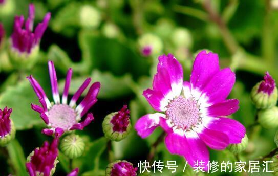 迷迭香|养花试试这几款,花朵格外的高雅,玲珑有趣