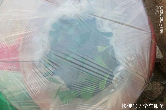 3种花,就得趁现在扦插,再晚就不生根了!3种花,就得趁现在扦插,再晚就不生根了!