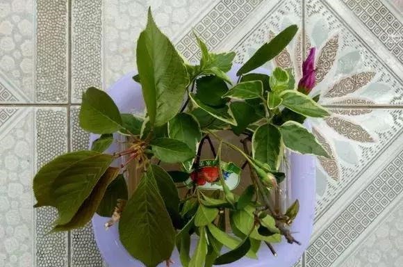 扦插不长根5种生根水里泡一泡,10天长出大白根,蹭蹭长!