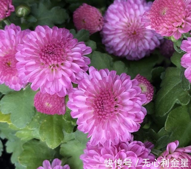 矾根|为了300㎡露台花园,毫不犹豫买了这房子,在城市屋顶过上田园生活!