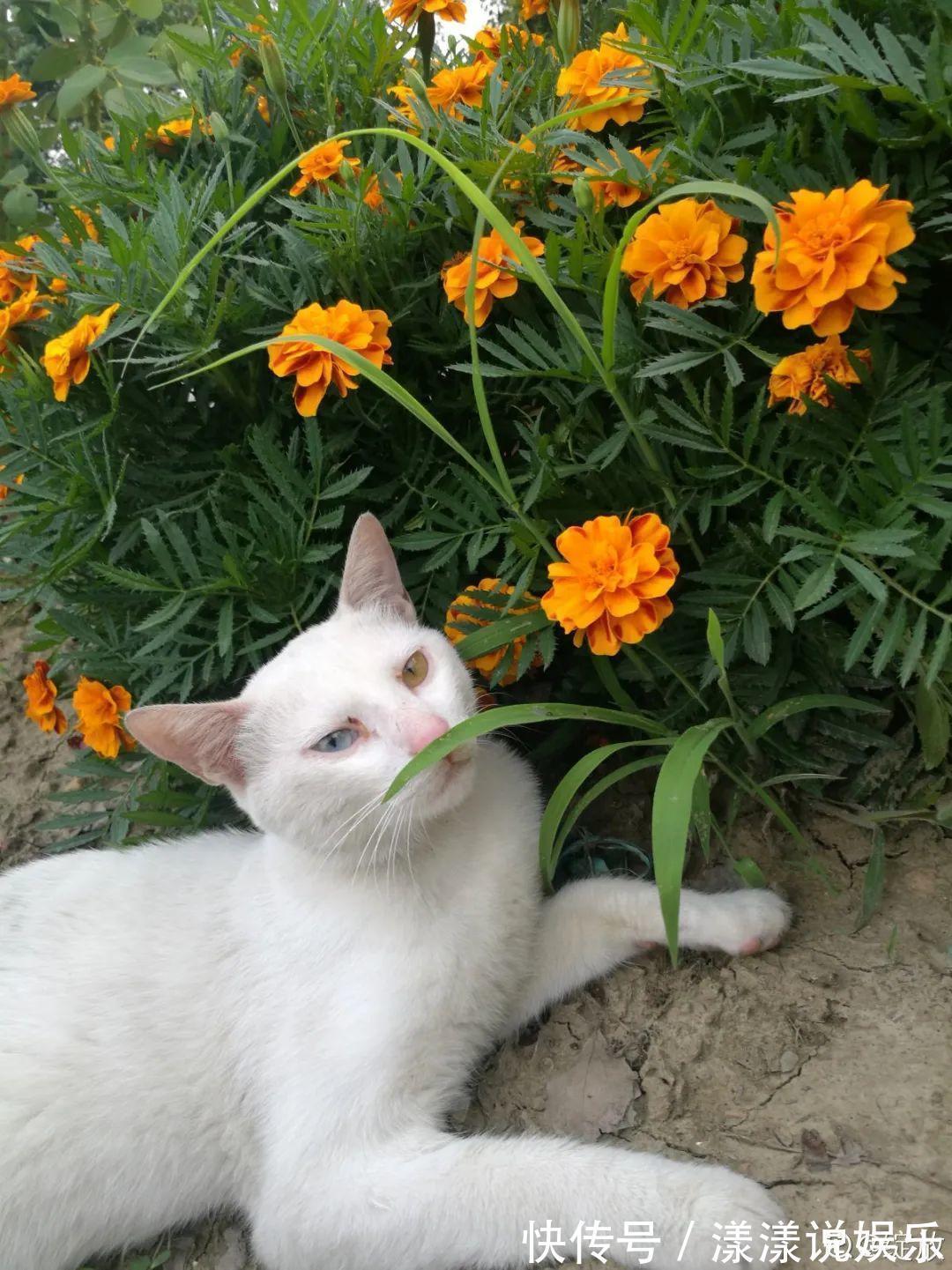 荆芥|7种花最干净，门口、窗台放一盆，蚊虫不敢靠近！