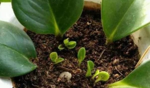 养活|这几种植物插个叶子就能养活,不用出去买,别再傻傻的花钱了