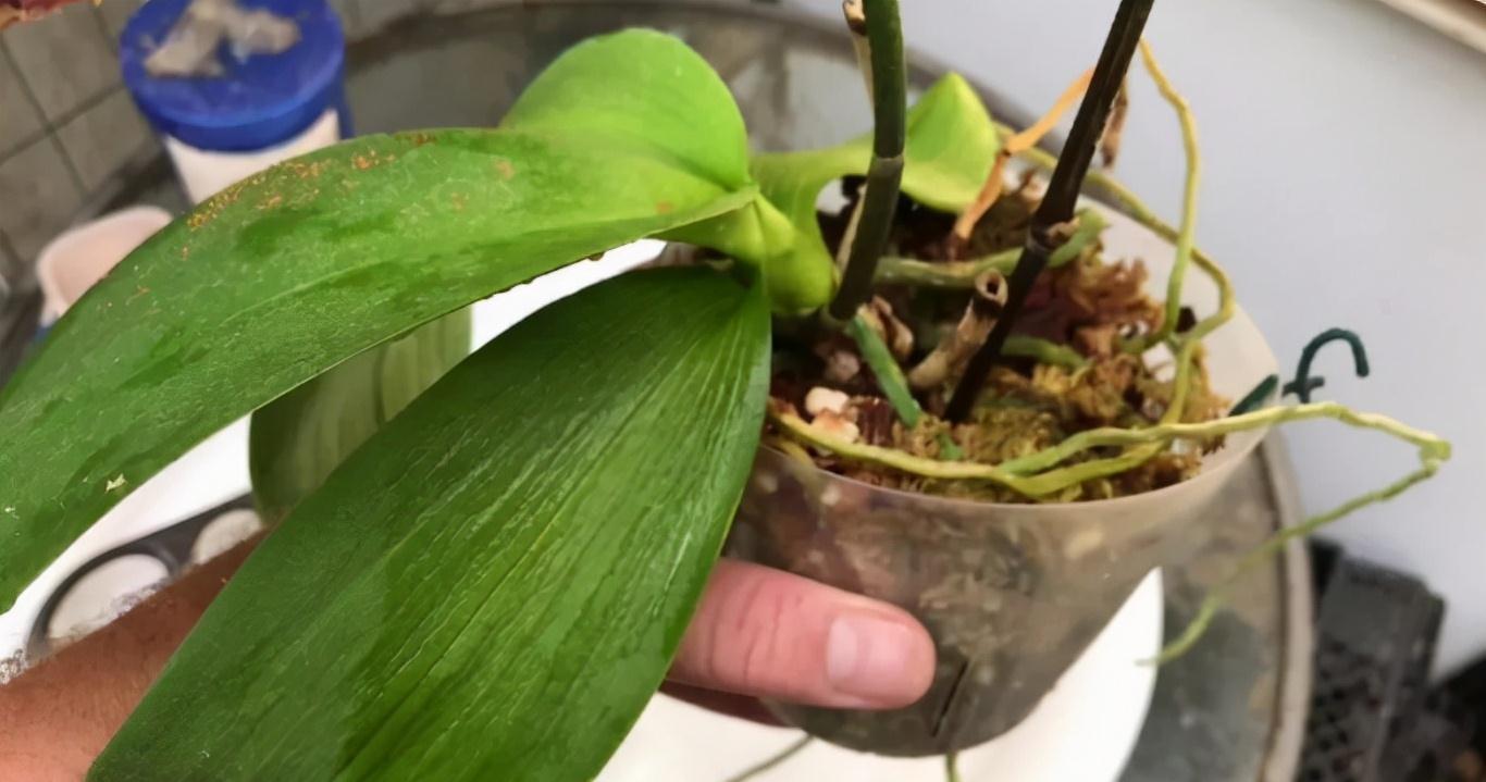 养蝴蝶兰,花谢后按这要求操作,开花就不是“一次性的”