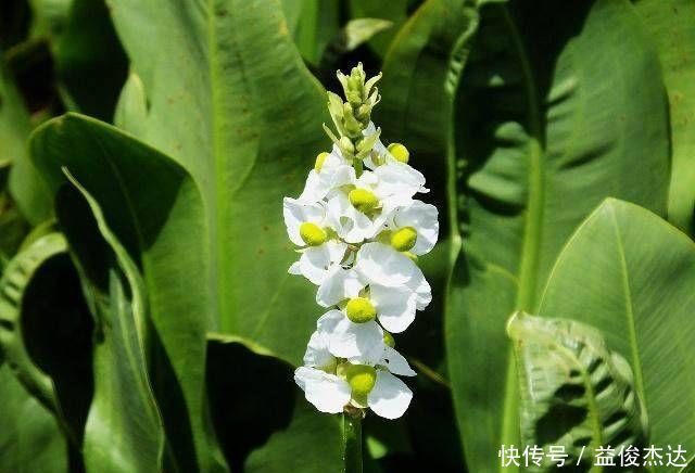 流产|怀孕期间,这4种食物可能会伤害胎宝宝,再喜欢也尽量忍住不吃