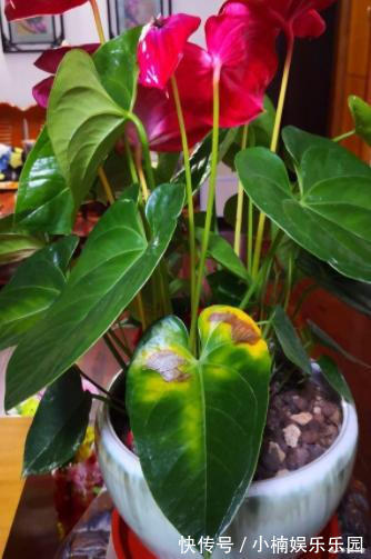 容易被水浇死的“14种花”,手太勤反而养不活