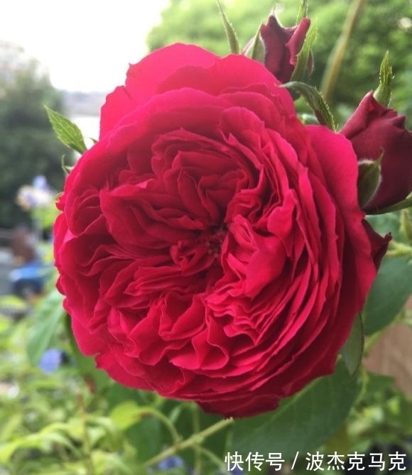 安吉拉|被淘汰掉的藤本月季，听起来很经典，实际是鸡肋