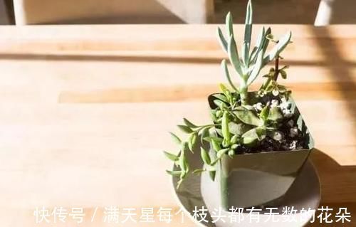 光照|多肉盆栽，天冷不上色怎么办？关小黑屋叶子1个月就变糖果色