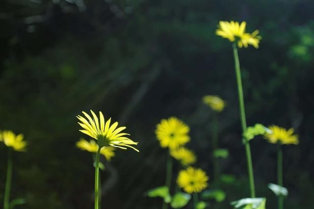 野枝|一朵野花,25首诗词野枝无主摇风雨,得遇春风照样开