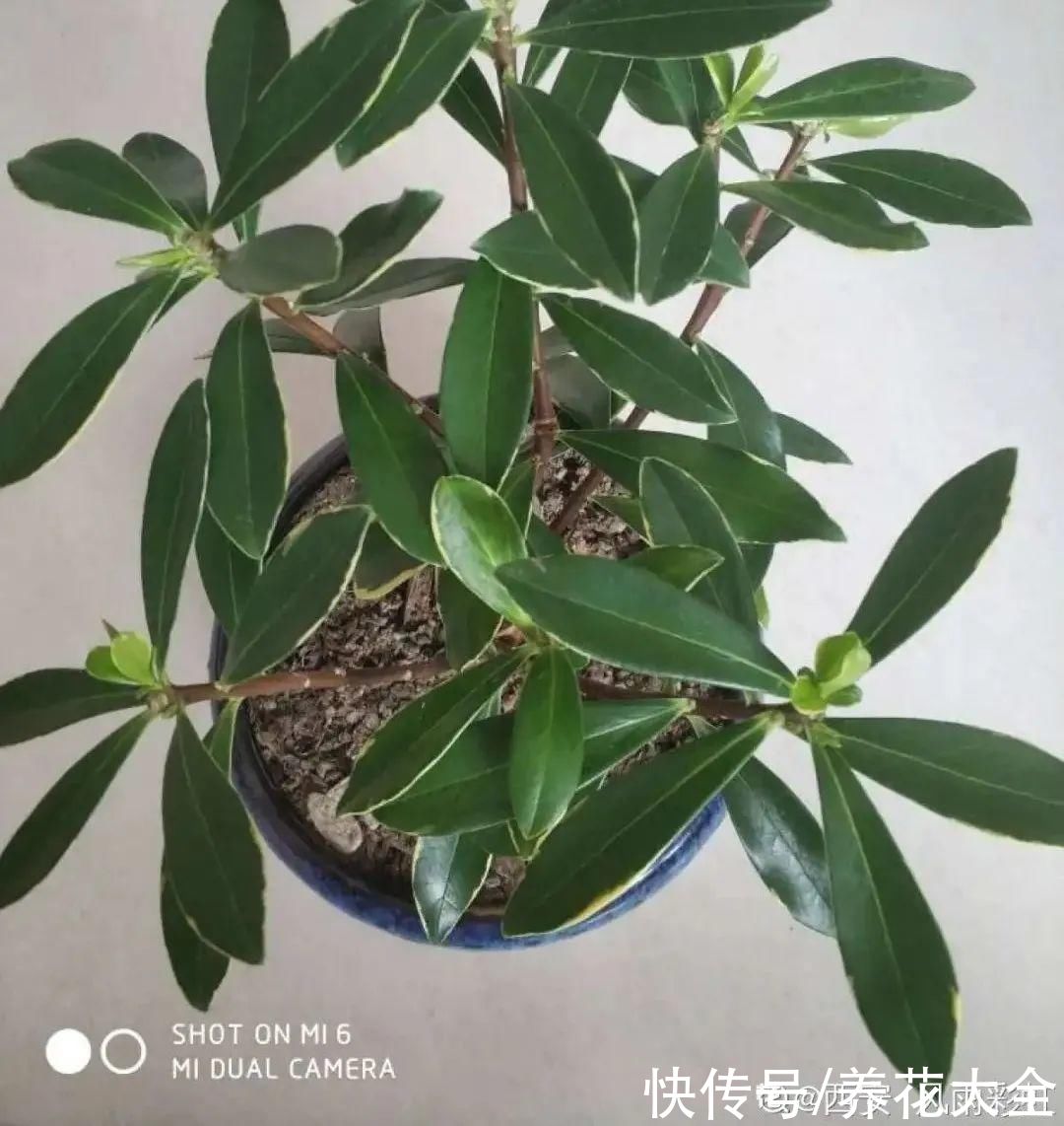 天热了，8种花要休眠，要少浇水