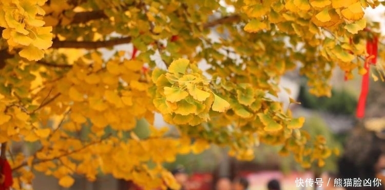 城阳这座千年古寺，有棵银杏美出天际！