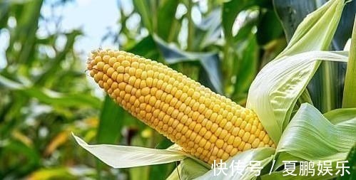 水煮|水煮玉米时,大部分人都用错了“水”,难怪煮出来的玉米又老又硬