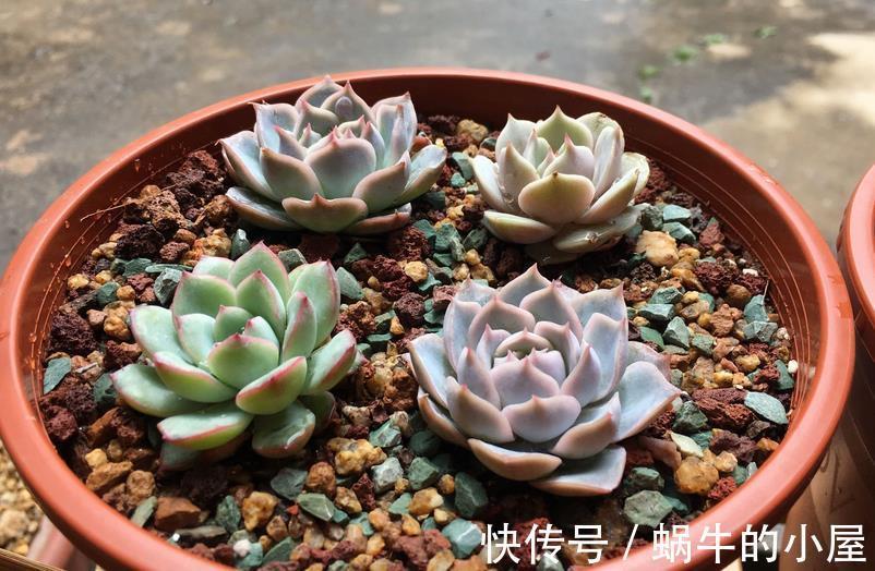 花土|给多肉上盆该注意的细节问题