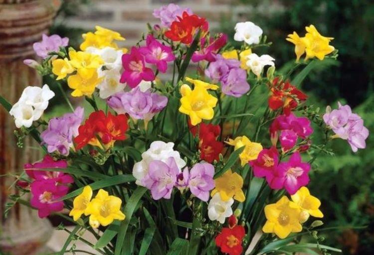 超好养的“4种花”,越不浇水越爆盆,越养越上瘾,你养了吗?