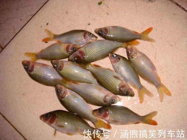 红鱼来袭?佛山石湾河内小红鱼成群,钓友:能吃吗?