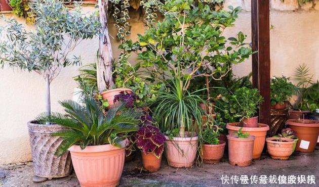 绿萝|太多人不知道,在家里放上这几款植物,既能驱蚊还能吸甲醛