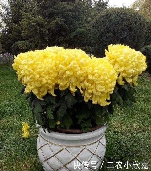 盆栽菊花种植技巧?