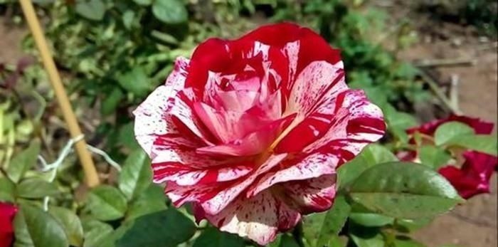 重瓣花中的佼佼者,3种特殊的复色花,开花后实在惊艳夺目