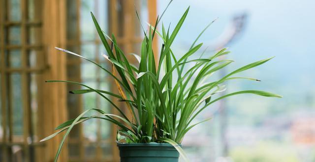 施肥|夏季养兰花要慎重,分清楚养护工作上的事,什么该做,什么不该做